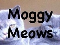 Moggy Meows Cat Sitting