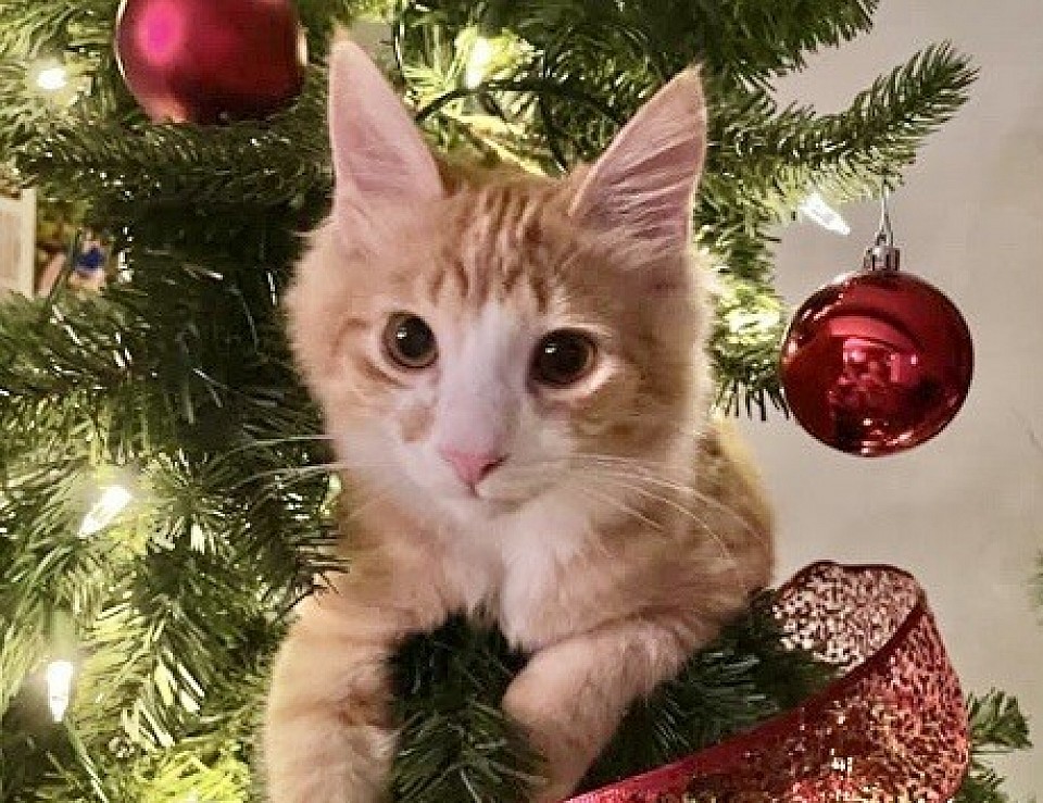 Christmas and new year cat feeding and cat sitting brighton